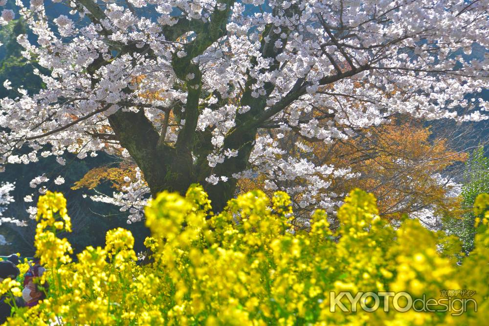 山科疎水（2022年4月5日）Scene10