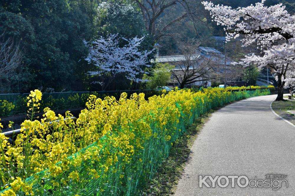 山科疎水（2022年4月5日）Scene13