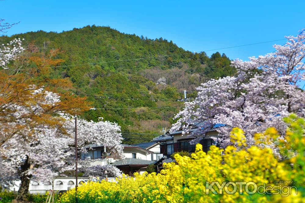 山科疎水（2022年4月5日）Scene14