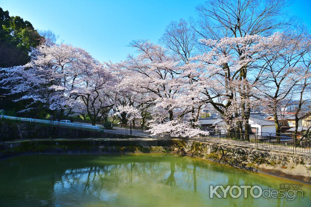 山科疎水（2022年4月5日）Scene15
