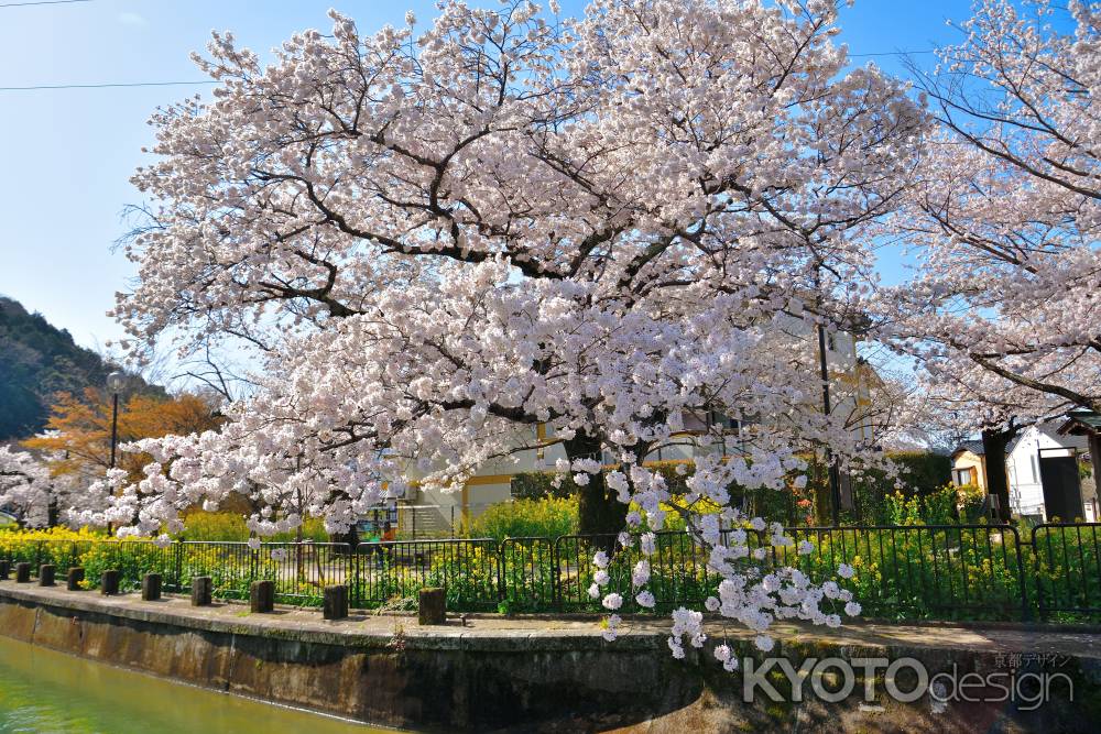 山科疎水（2022年4月5日）Scene17