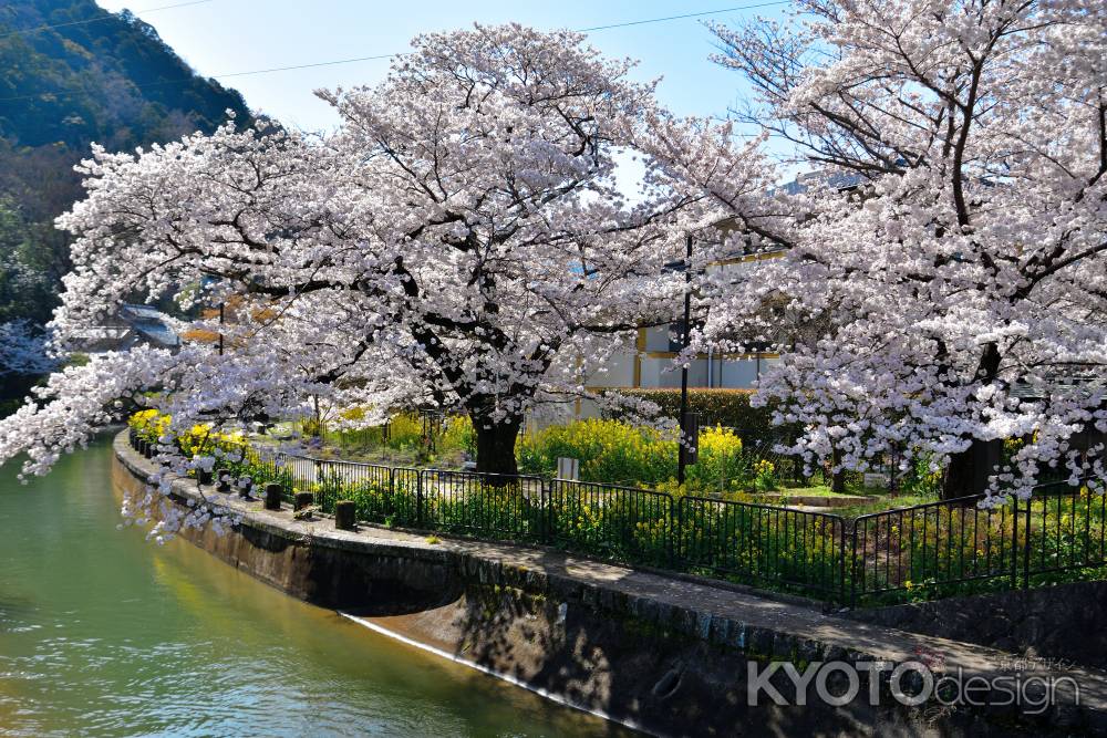 山科疎水（2022年4月5日）Scene18