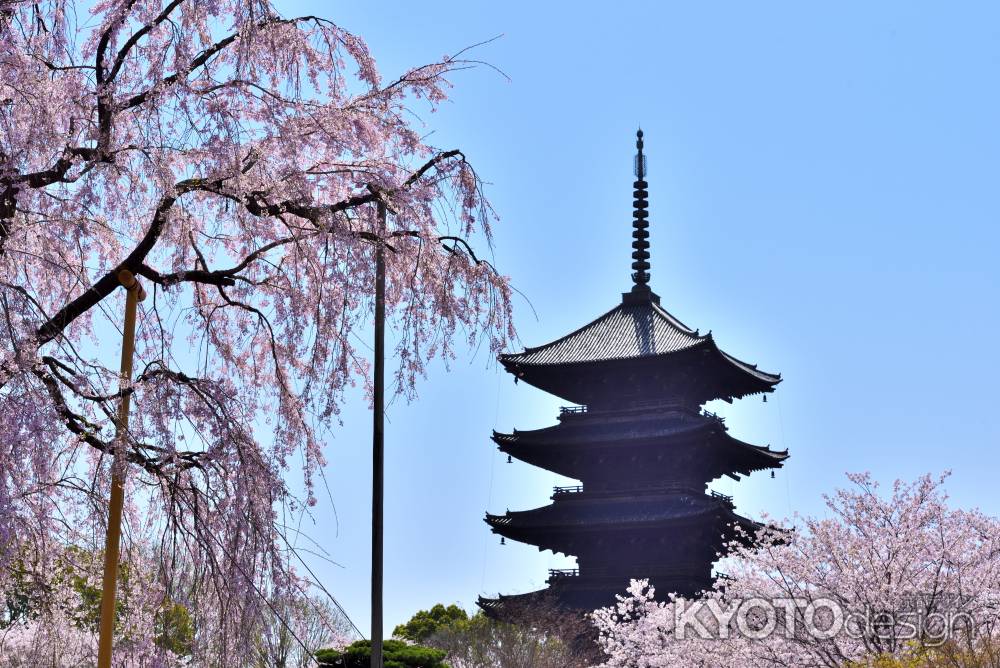 東寺（2022年4月5日）Scene1