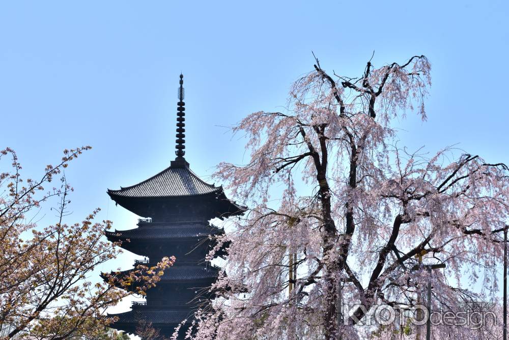 東寺（2022年4月5日）Scene3