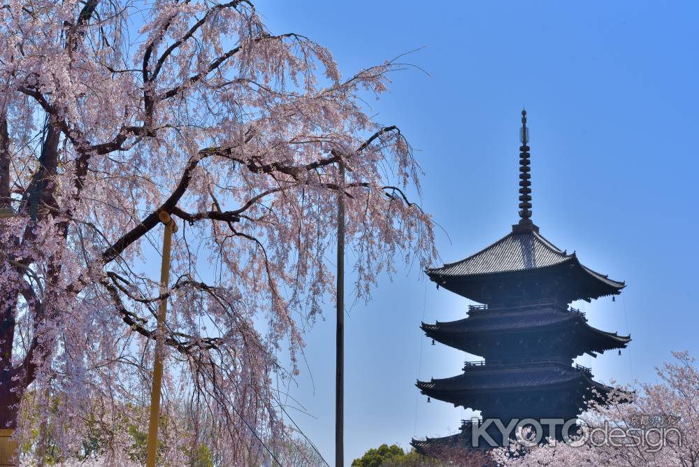 東寺（2022年4月5日）Scene4