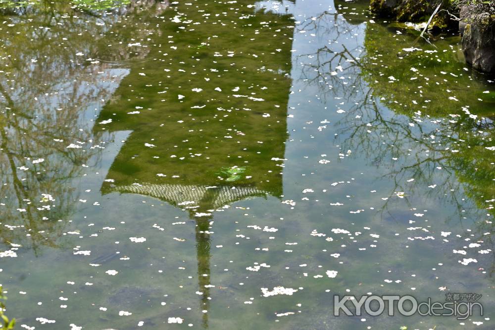 東寺（2022年4月5日）Scene5