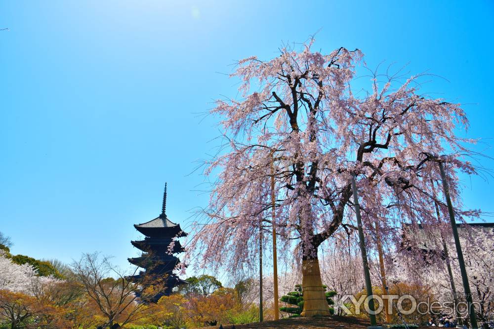 東寺（2022年4月5日）Scene6