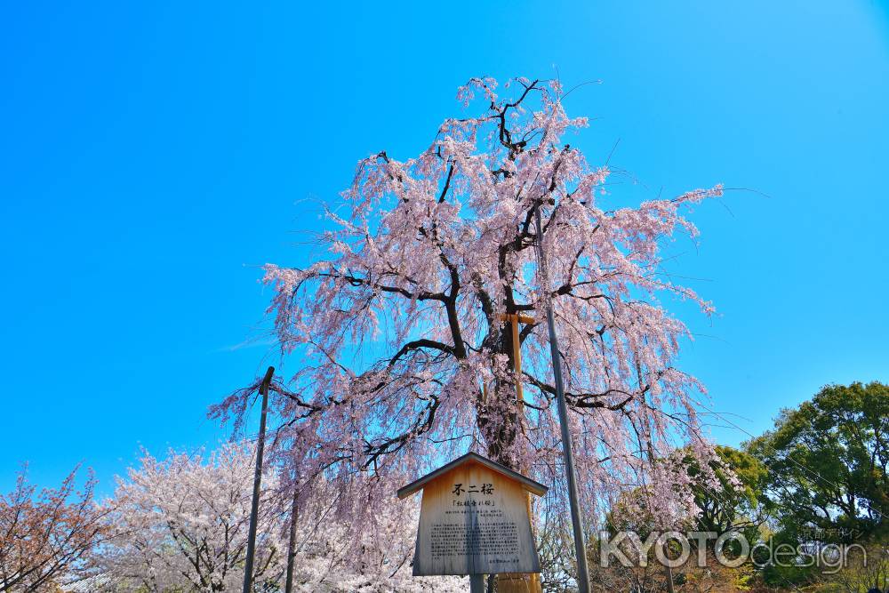 東寺（2022年4月5日）Scene7