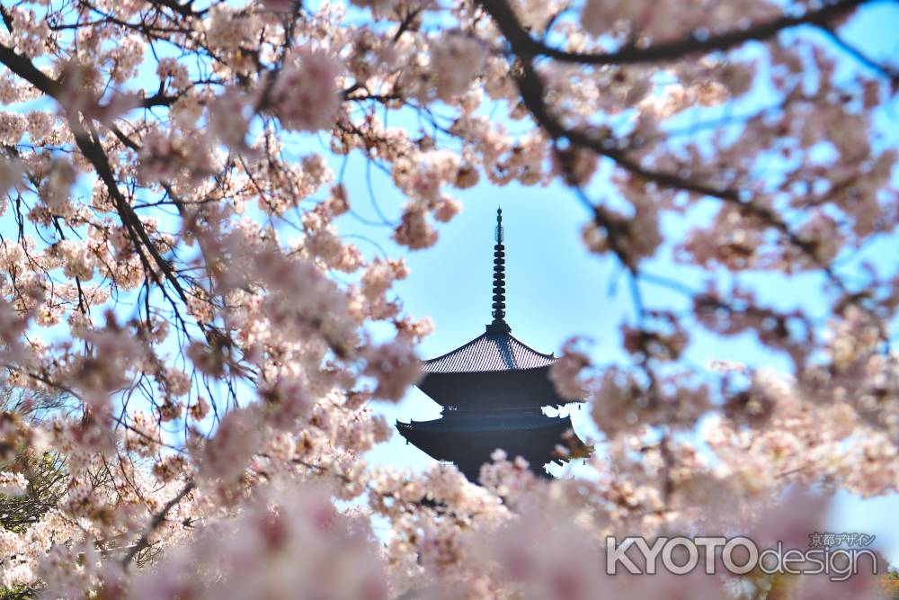東寺（2022年4月5日）Scene10