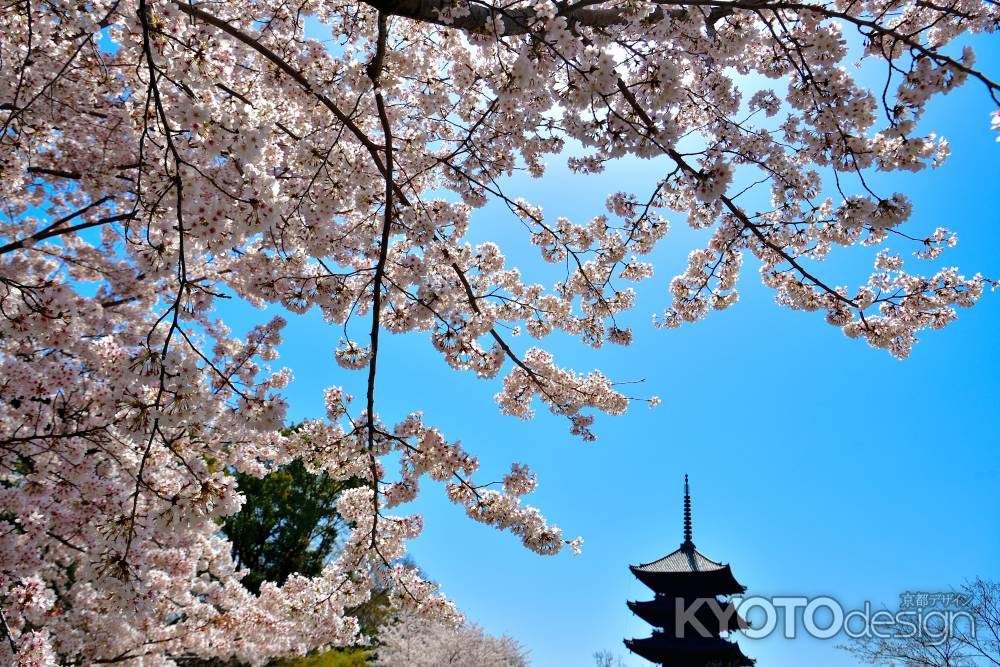 東寺（2022年4月5日）Scene11
