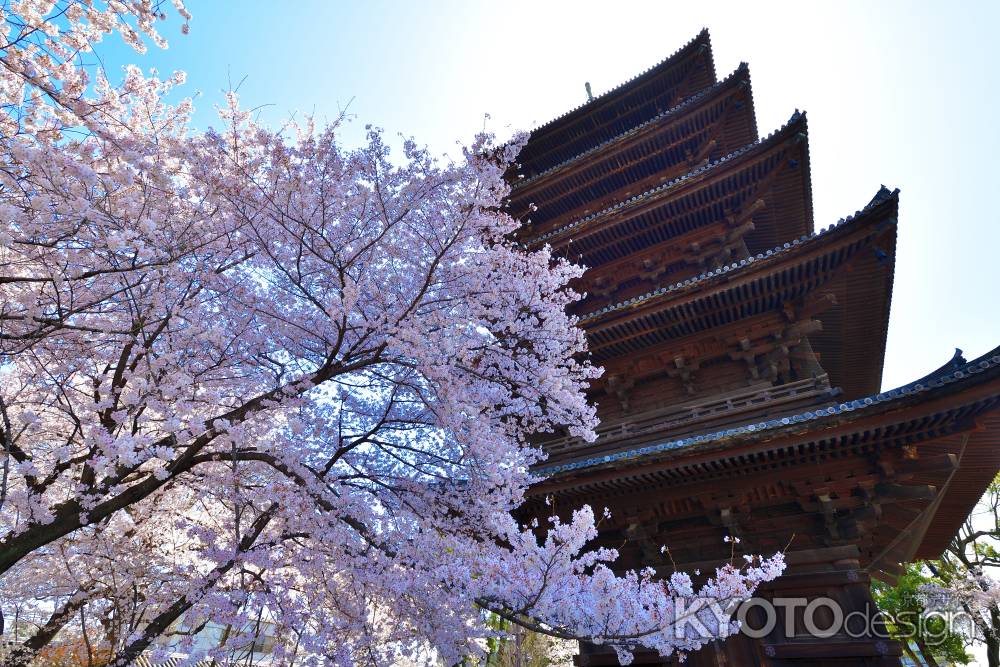 東寺（2022年4月5日）Scene15