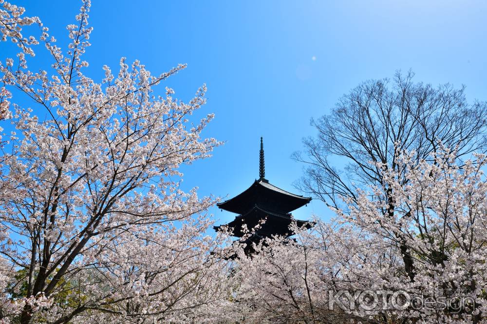 東寺（2022年4月5日）Scene17