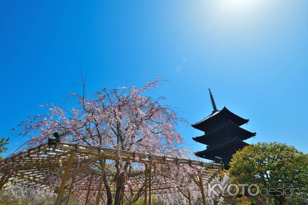東寺（2022年4月5日）Scene18