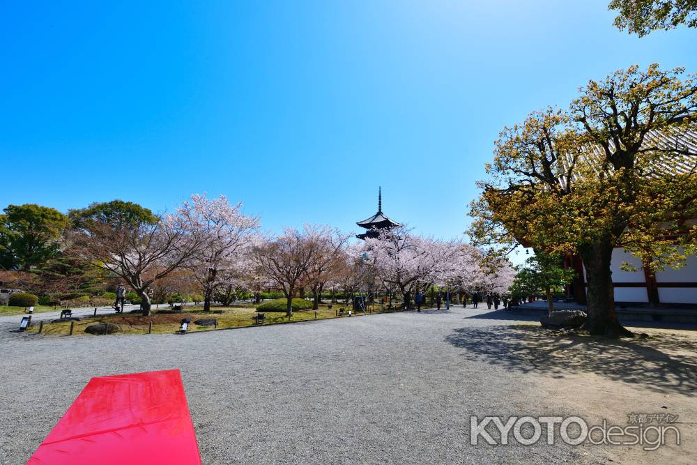 東寺（2022年4月5日）Scene20