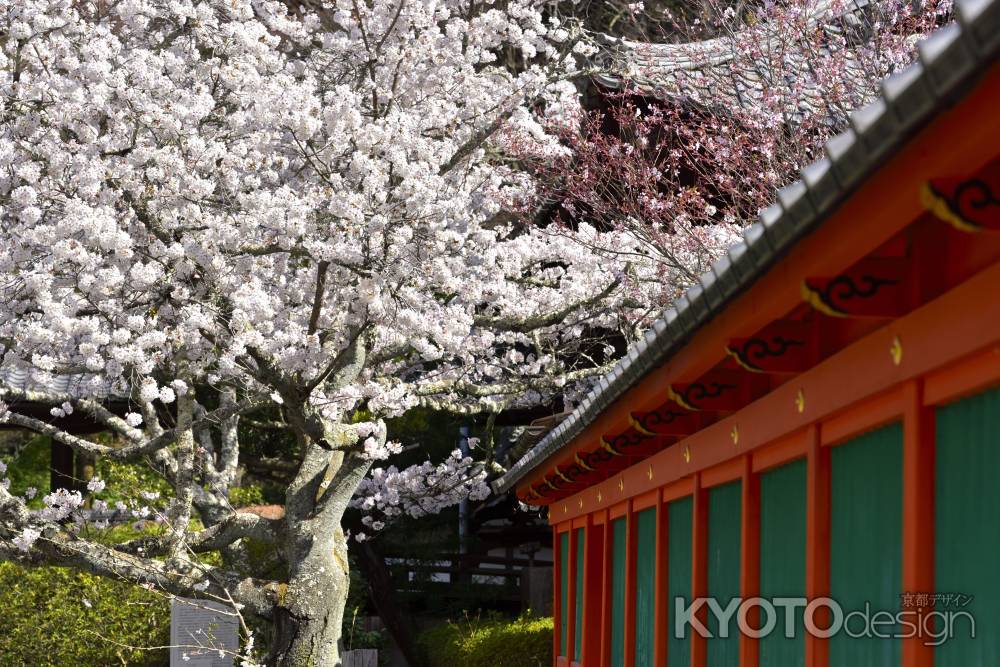 毘沙門堂（2022年4月5日）Scene2