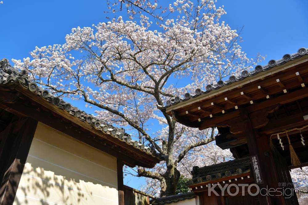 毘沙門堂（2022年4月5日）Scene5