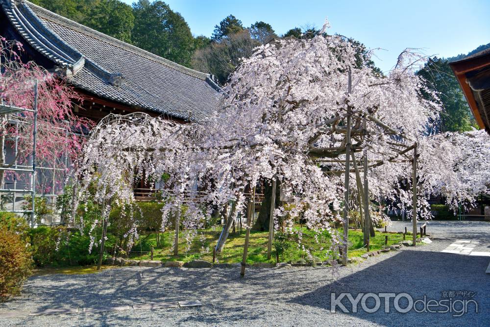 毘沙門堂（2022年4月5日）Scene6
