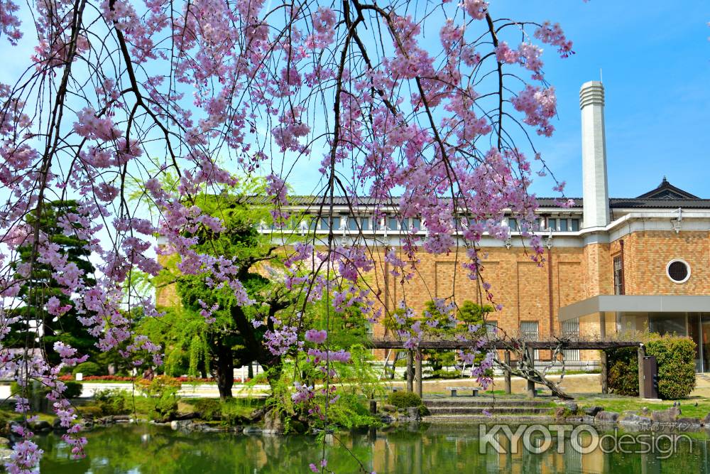 岡崎疎水（2022年4月7日）Scene8