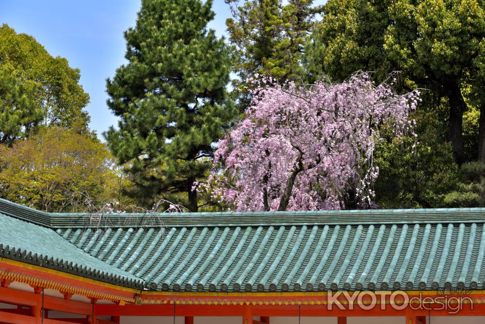 平安神宮神苑（2022年4月7日）Scene1
