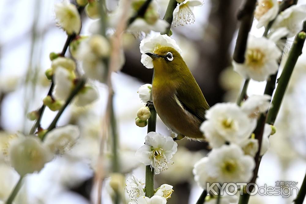城南宮　枝垂れ梅　Scene1
