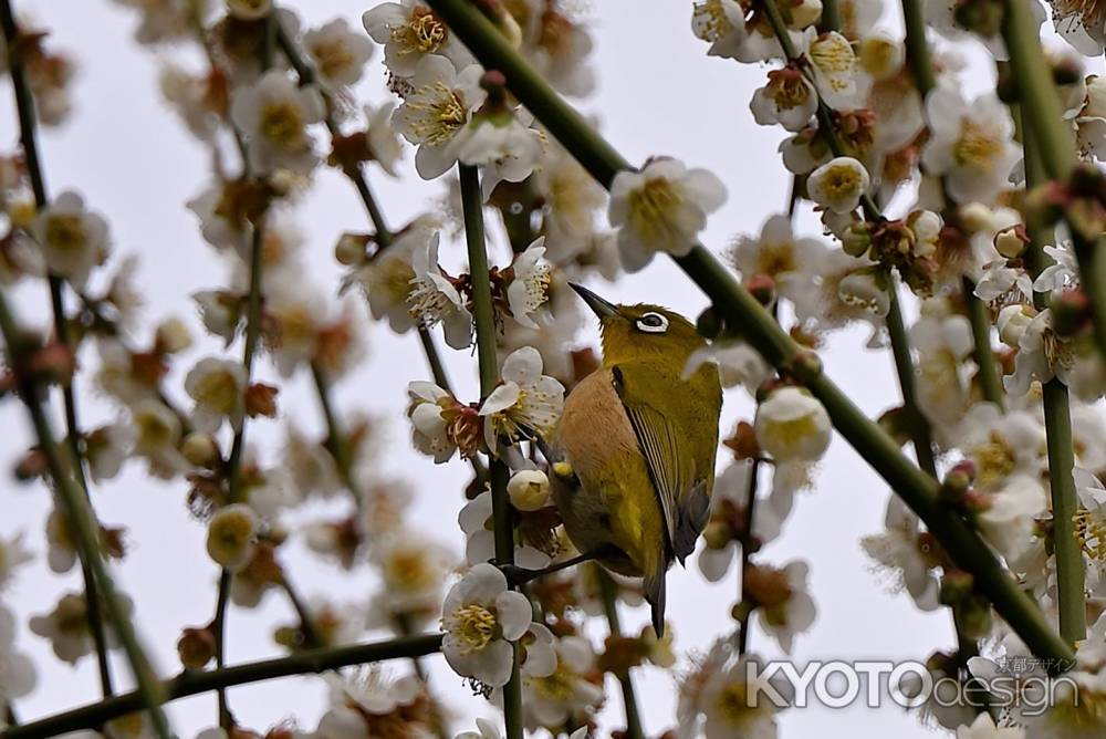 城南宮　枝垂れ梅　Scene２