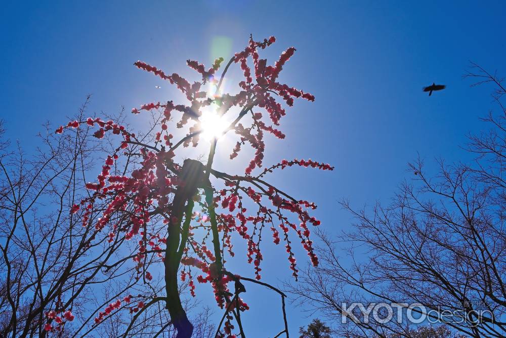 城南宮　枝垂れ梅　Scene３