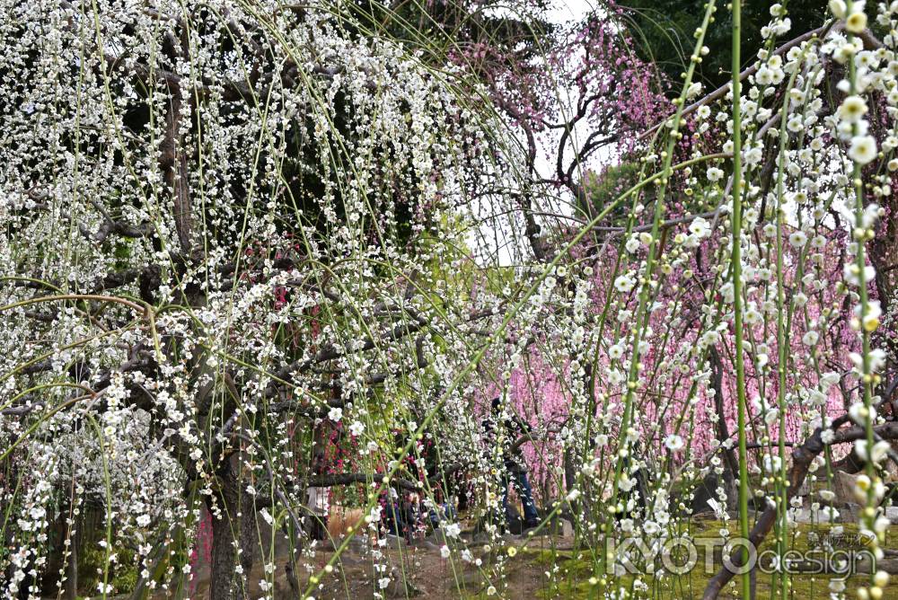 城南宮　枝垂れ梅　Scene６