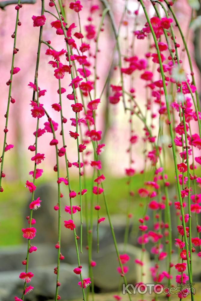 城南宮　枝垂れ梅　Scene８