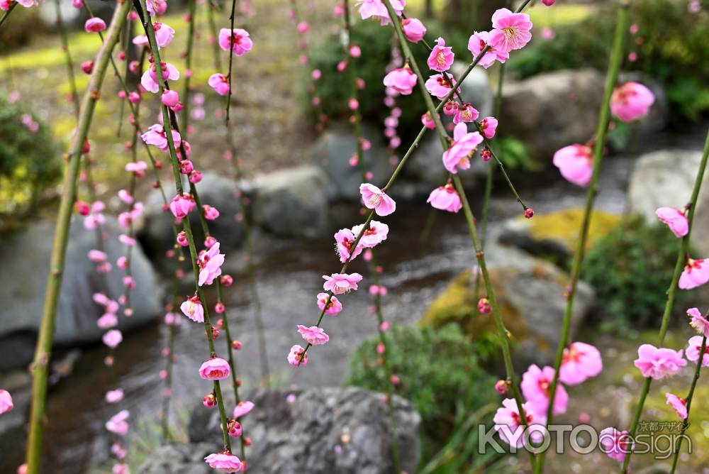 城南宮　枝垂れ梅　Scene11