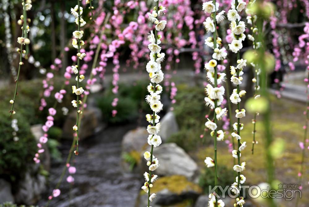 城南宮　枝垂れ梅　Scene12