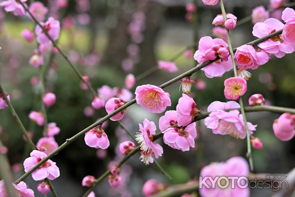 城南宮　枝垂れ梅　Scene13