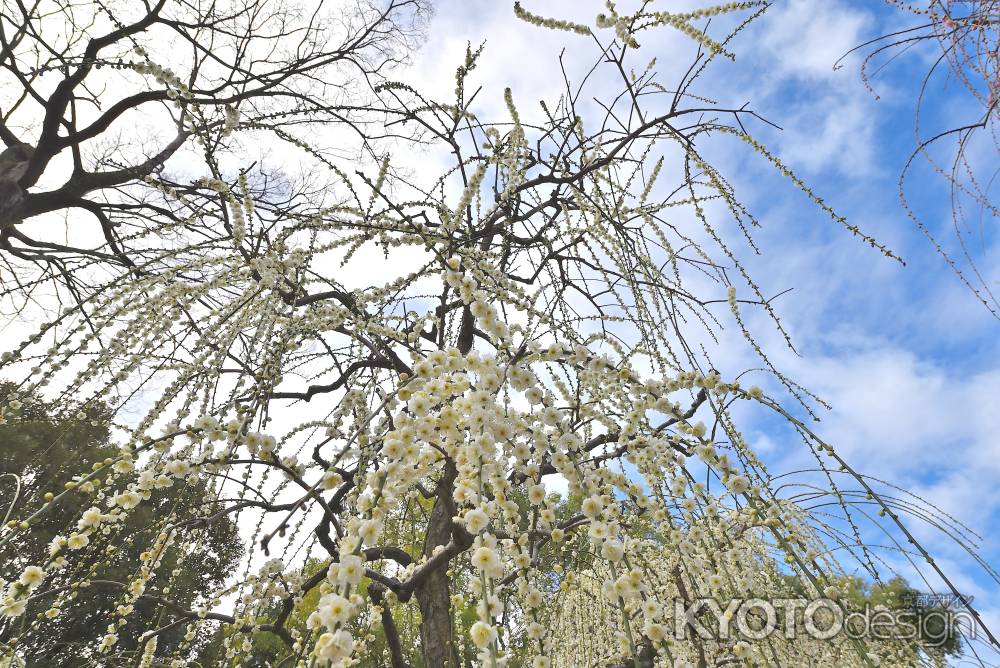 城南宮　枝垂れ梅　Scene14