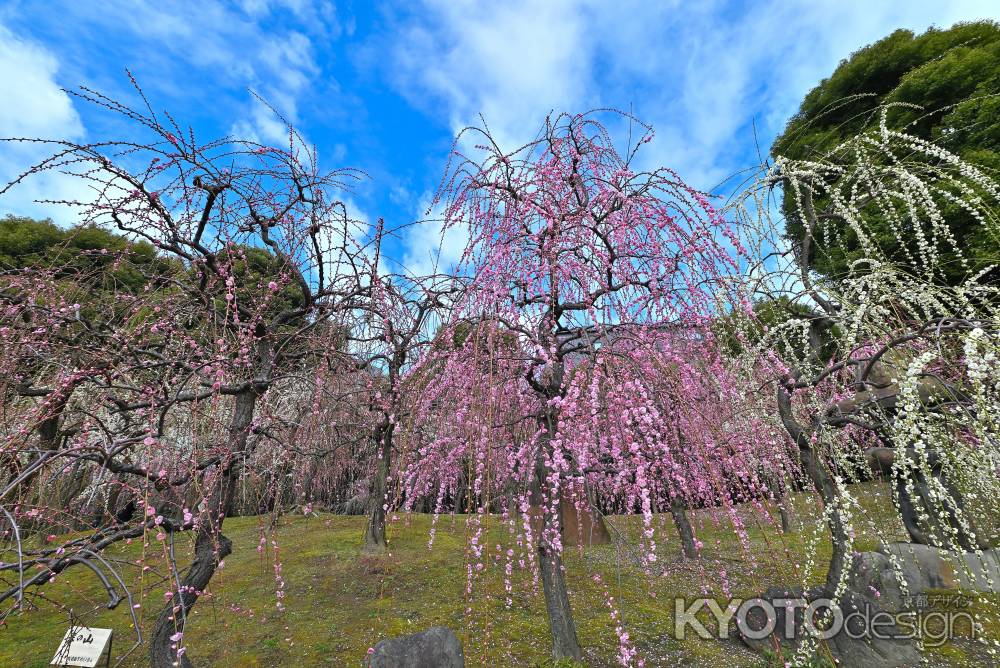 城南宮　枝垂れ梅　Scene15