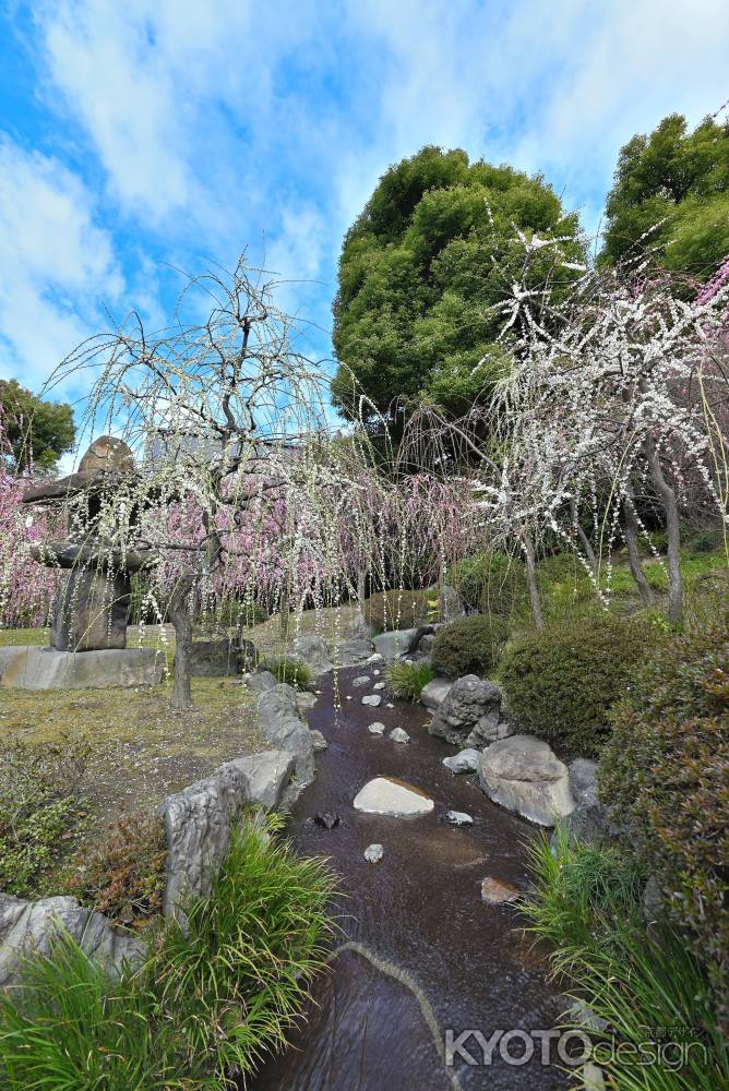 城南宮　枝垂れ梅　Scene16