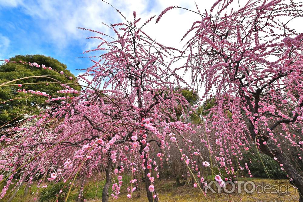 城南宮　枝垂れ梅　Scene17