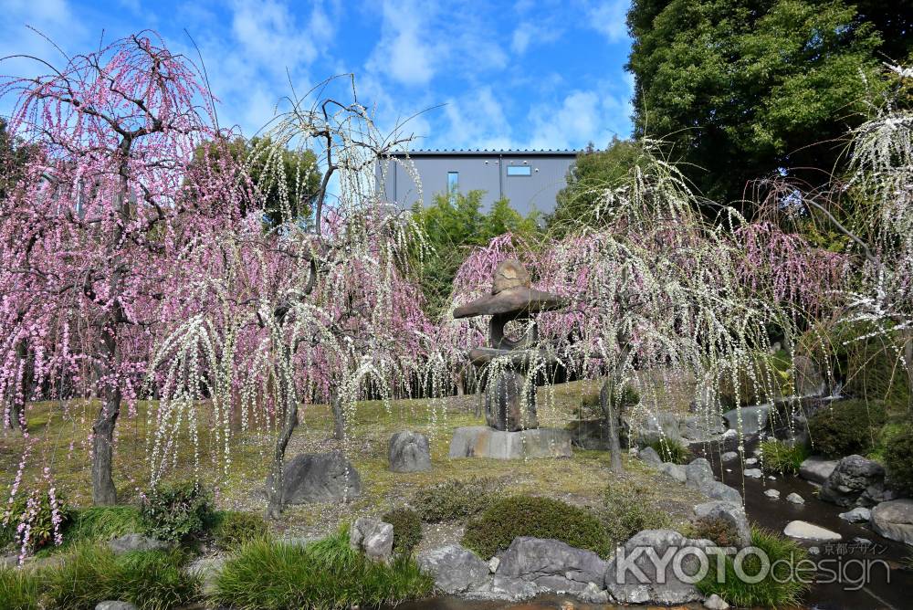 城南宮　枝垂れ梅　Scene18