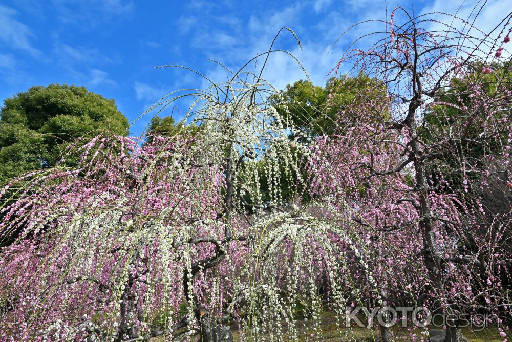 城南宮　枝垂れ梅　Scene19