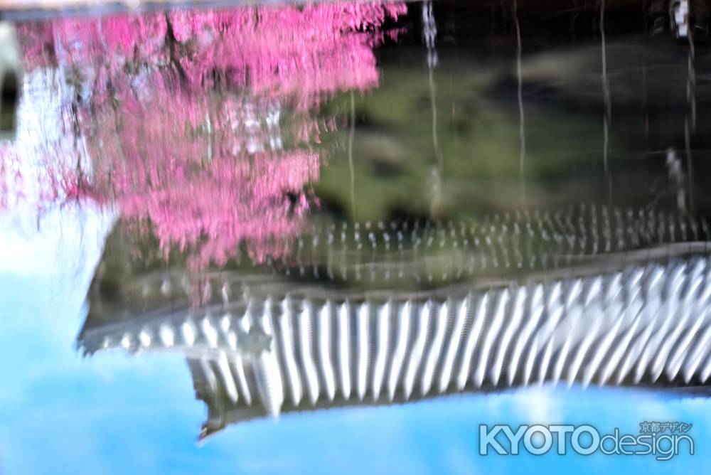 興正寺の梅　scene4