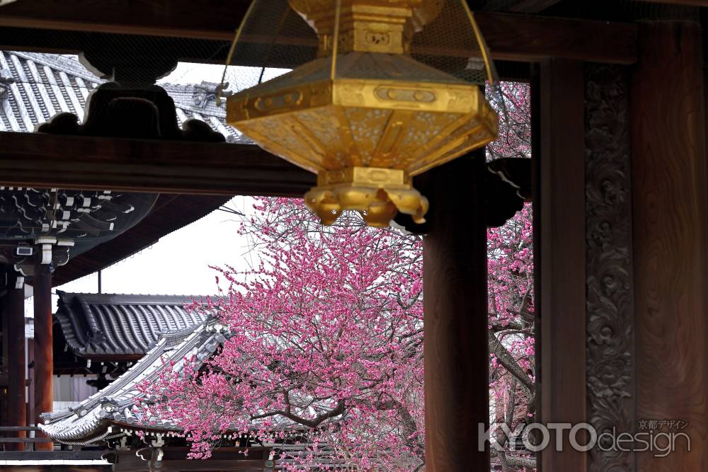 興正寺の梅　scene6