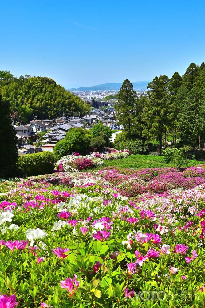 三室戸寺　つつじ　scene１
