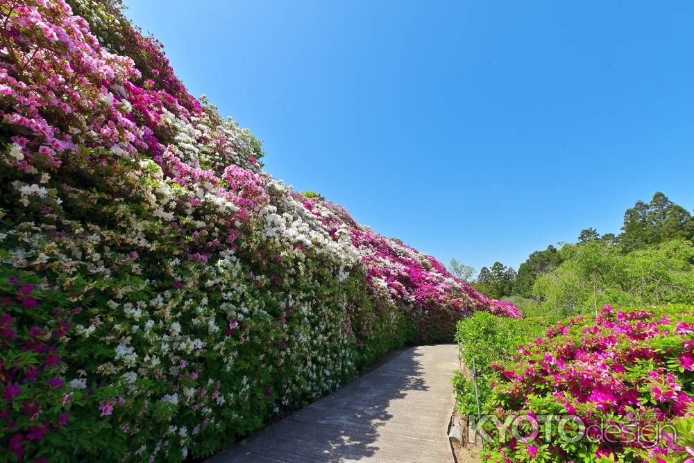 三室戸寺　つつじ　scene２