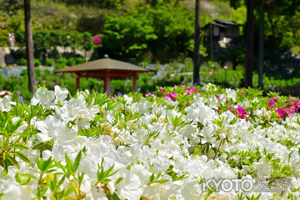 三室戸寺　つつじ　scene４