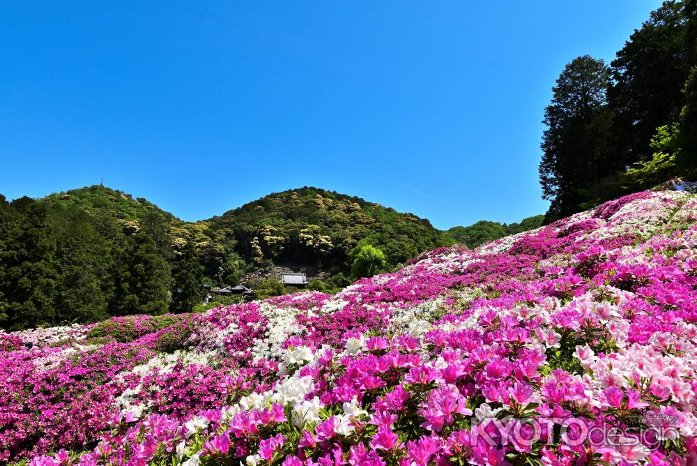 三室戸寺　つつじ　scene９