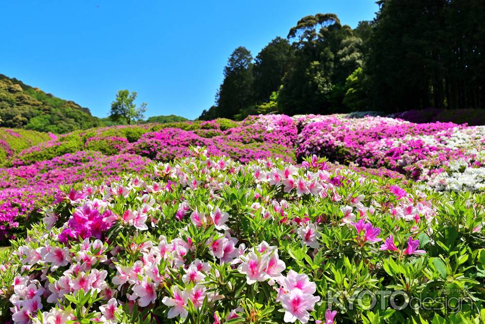三室戸寺　つつじ　scene10