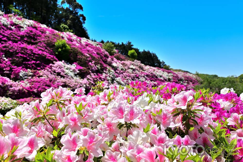 三室戸寺　つつじ　scene12