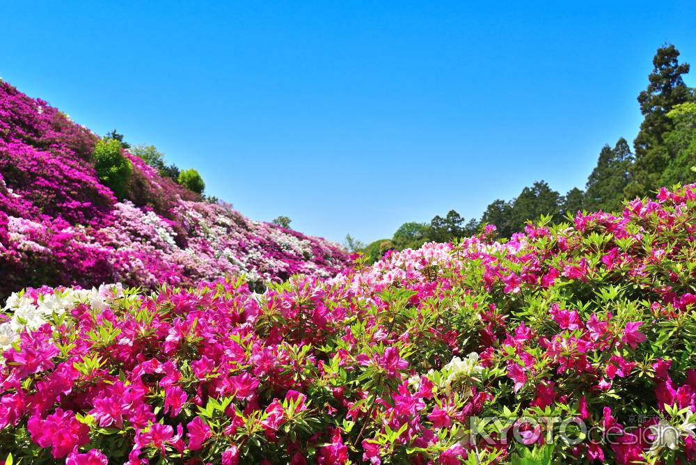 三室戸寺　つつじ　scene13
