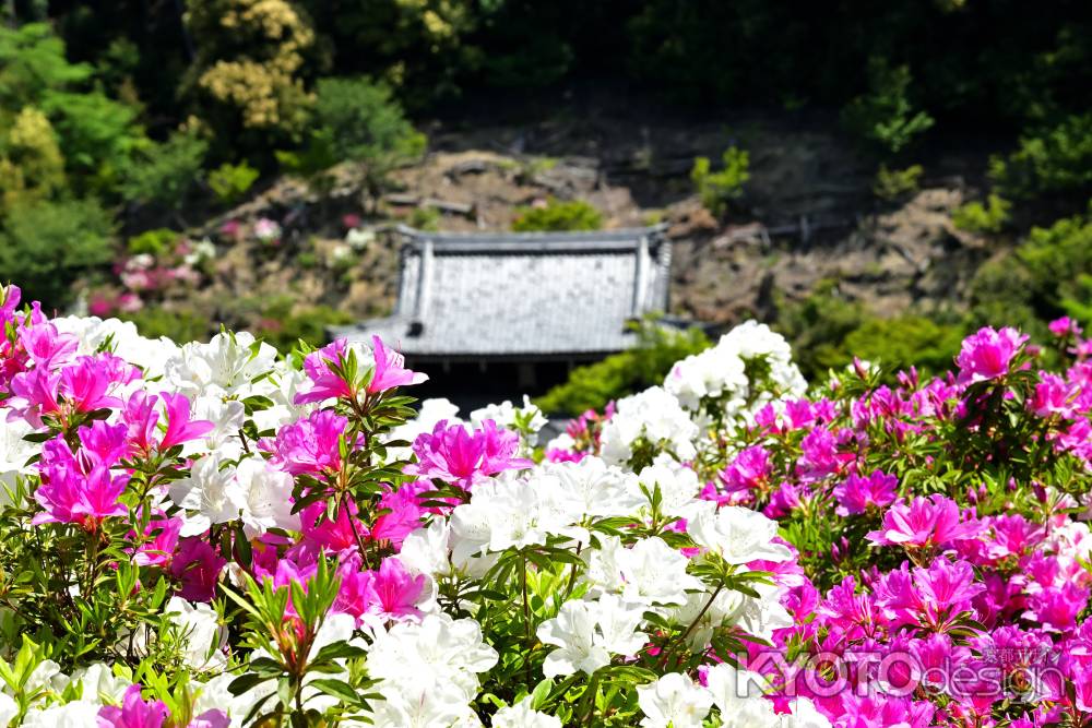 三室戸寺　つつじ　scene14