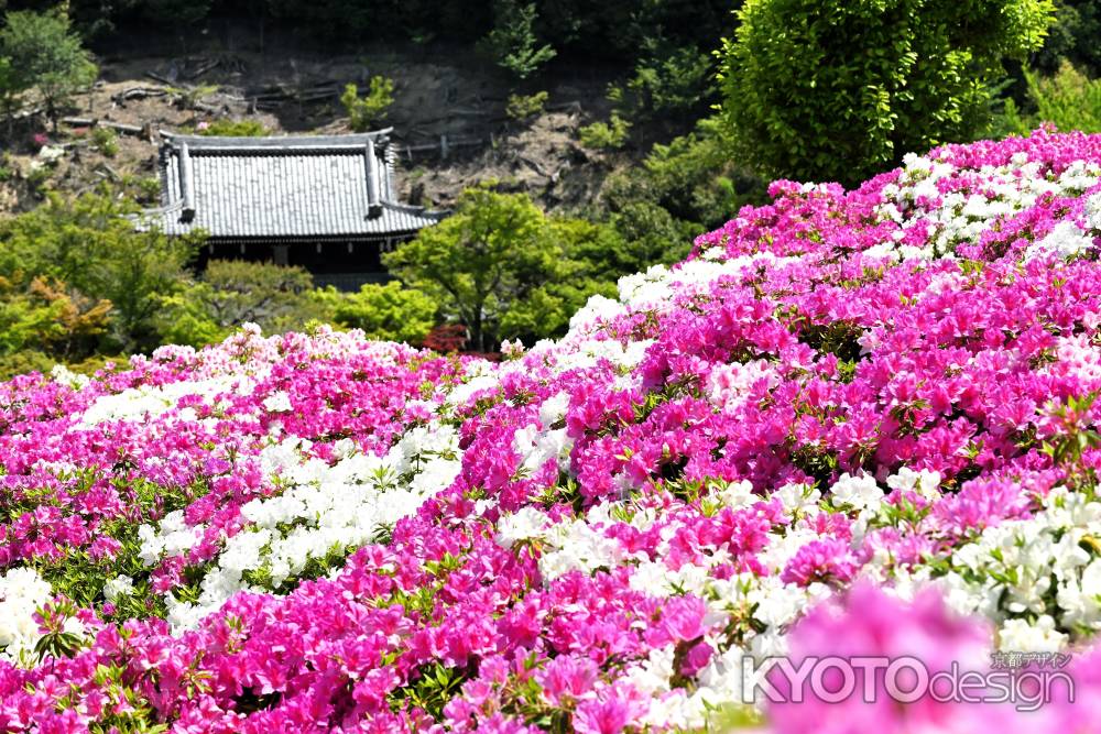 三室戸寺　つつじ　scene15