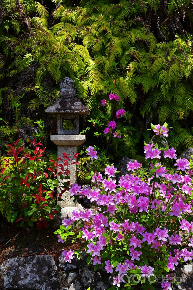 三室戸寺　つつじ　scene16