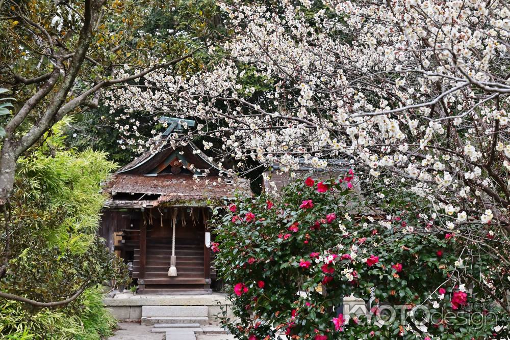 白梅と山茶花の共演